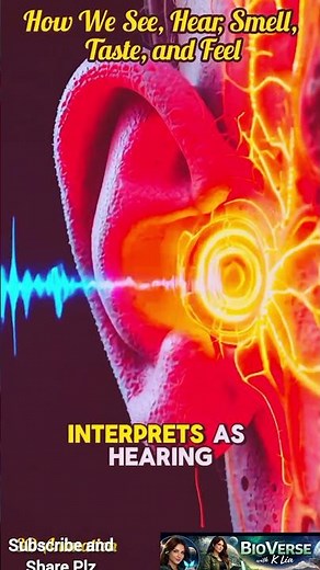 How Human Sensory Organs Work | 5 Senses Explained | Sight, Hearing, Smell, Taste & Touch