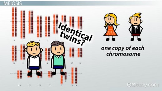 Synapsis in Meiosis & Mitosis | Definition, Occurrence & Process