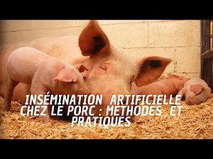 Insémination Artificielle chez le Porc : Méthodes et Pratiques