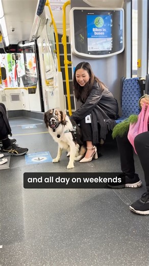 Did you know you can bring your pets on public transport? 🐕🚌🐈 Teri and her four-legged friend Zephyr, the Pawsitivity and Wellness Officer from MATES show us how to take a pup on the bus like a pro! Here’s how to ride with your bestie: 🐾 Domesticated pets must travel in an approved carrier that fits on your lap or under the seat in front of you. 🐾 Dogs that don’t fit in a carrier must wear a lead and cage type muzzle, like Zephyr. 🐾 Pet travel times: Weekdays 9:00am - 3:00pm and 6:30pm, pl