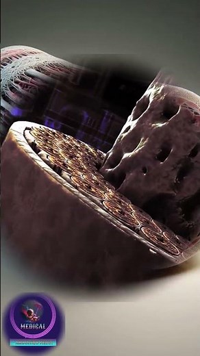 Compact Bone: Where Strength Meets Bone Marrow 🦾🩸