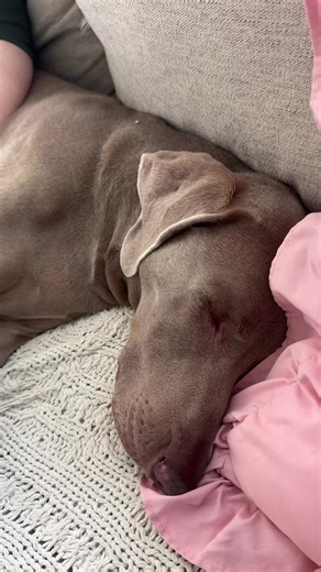 Cuddly Weimaraner with Sleepy Cheeks