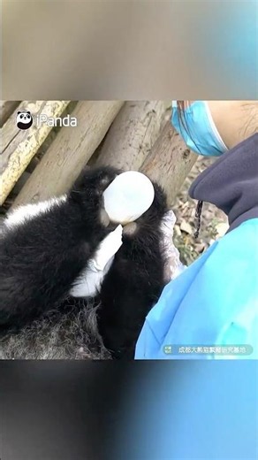 Panda Cub Holds Its Own Bottle Milk And Feeds Itself | iPanda #shorts