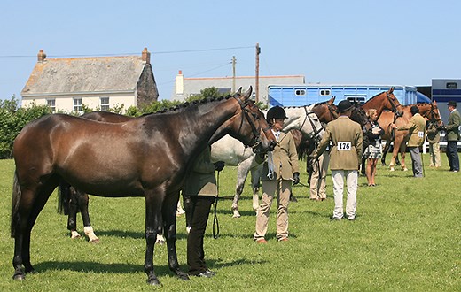 ‘Practice makes perfect’: how to impress the judge when showing a horse in-hand