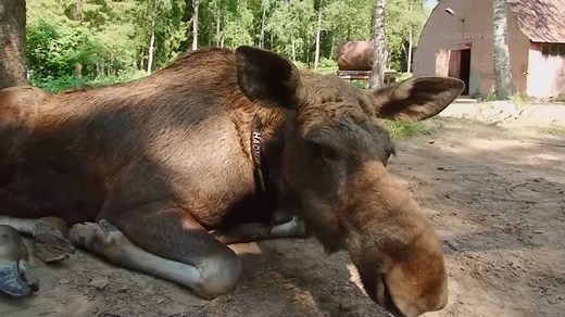 Tall Tales From A Russian Elk-Milk Farm