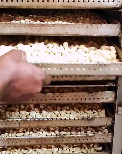 14M views · 51K reactions | Traditional way of Ladies breaking and grading cashewnuts #villagelife1 #food #healthynuts | Village Life 1 | Facebook