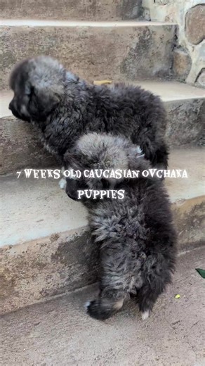 7 Weeks Old Caucasian Ovcharka Puppies Showcase