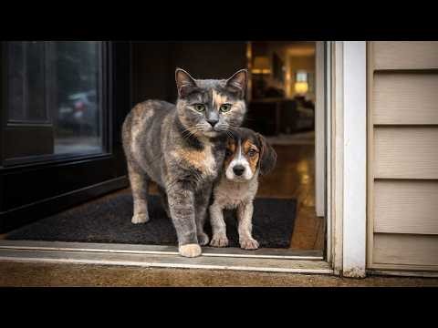 Our Cat Brought Home a Stray Beagle Puppy—Then a Stranger Tried to Claim Him