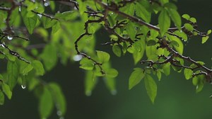 Rain dripping off of leaves - Free Stock Video