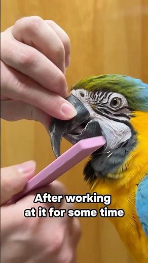 Macaw Overgrown Beak - How to Trim