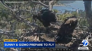 Sunny and Gizmo, Big Bear's beloved eaglets, will soon hit a big milestone: taking their first flights. See the full story here: https://abc7.la/3YGO8Hy | ABC7 Morning Show