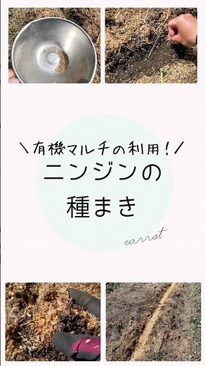 有機マルチを利用したニンジン栽培〜種まき〜 #ブルーベリーの森あづみの #幸せフルーツ工房 #家庭菜園 #ニンジン栽培