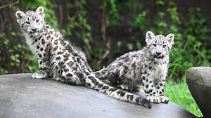14K views · 518 reactions | Meet Sasha and Kira, the fluffiest and most adorable Snow leopard cubs in all the land! Come see these cuties now at the zoo! More info: https://shorturl.at/Gudf6 | Metro Richmond Zoo | Facebook