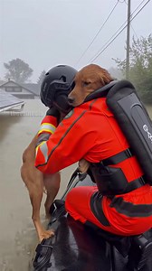 545K views · 25K reactions | Pennsylvania River Rescue: Dog Saved...