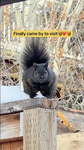 Finally came by to visit ❤️🐿️ #backyardfriends #cuteanimals #backyardigans #squirrellife #squirrel