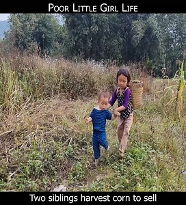 13K views · 97 reactions | Two sibling harvest corn to sell-poor little girl life | Fun Life | Facebook