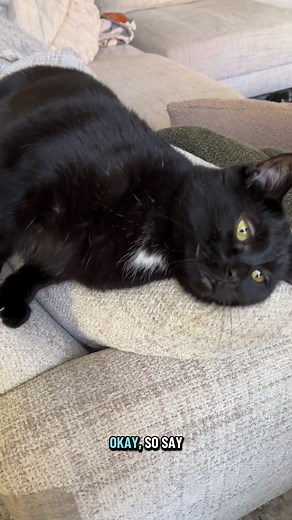 Welcome to Nuggy chats! Ask your questions and he will answer! #cats #catsoftiktok #blackcat #nuggychats #chattycat #fblifestyle #halloween | Willy Wonky & Charlie Bear