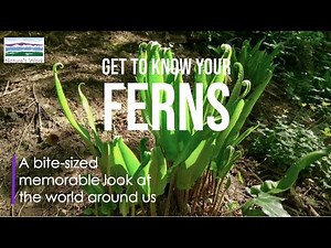 Get to know your ferns