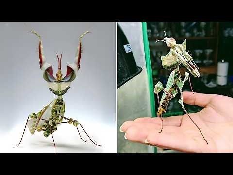 Devil’s Flower Mantis 🦋 A Deadly Work of ART!