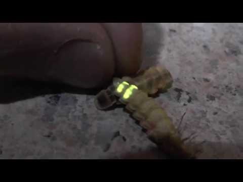 Glow worms in South Africa, Lampyridae