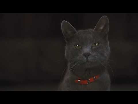 [Cats & Dogs 2] Catherine - Wreak Havoc