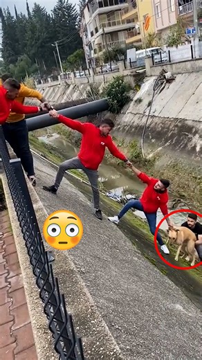 Humans Helping Animals In Danger!🥹 | Animal Stories