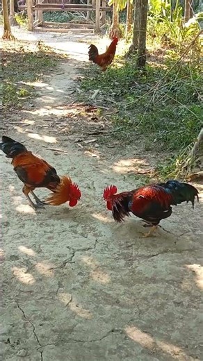 comedy # murga fighting #shortvideo