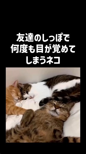 Samurai_snickers on Instagram: "ただただかわいいw #おもしろ #面白い #面白 #レジェンド #ユーモア #爆笑 #うける #www #楽しい #fyp"