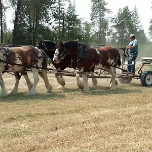243K views · 4.4K reactions | Baling hay without engine #horses #horsepower | Robert Piessens | Facebook