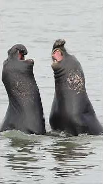 Elephant seals fighting in Northern California - Canon R7