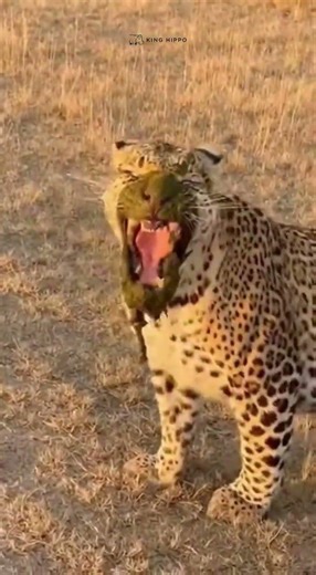 The leopard would not think hippo would do this 😂 #funnyvideos #animals #comedy #wildlife #shorts