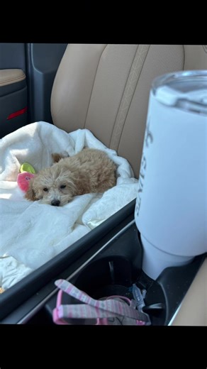 Introducing Daisy Mae: Our Sweet New Maltipoo