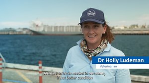 Why not just kill them here and ship the meat frozen? It's not that simple. There is no market for frozen product and buyers will just look elsewhere. If we stop our live exports, not only will Australian farmers suffer, animals will be worse off. Buyers in the Middle East will purchase from Africa, or Black Sea states where animal welfare standards are poor. Australia has the most rigorous animal welfare system that requires every destination country we deal with to adopt. Animals arrive in mar