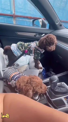 When you have two dogs#dog #funny #dogsoftiktok #dogs #doglover | dogs