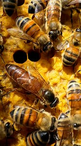 The queen bee is the sole reproductive female in a honeybee colony, playing a crucial role in its survival and productivity. Her primary function is to lay eggs, which she does extensively, producing up to 2,000 eggs per day during peak seasons. The queen also releases pheromones that help maintain social harmony and regulate the colony's activities, such as foraging, defense, and brood care. Her presence ensures the continuation and health of the colony by supporting its population growth and c