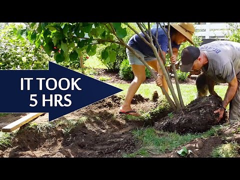 How to transplant a SMALL TREE - Moving our Redbud tree by hand