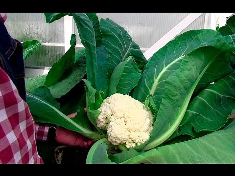 Blumenkohl: Wenig richtig machen, viel ernten! (Gewächshaus & Hochbeet im Jahreslauf) Film 40