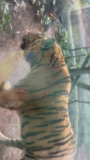 Hello tiger | Phakphum Arromrat | Facebook