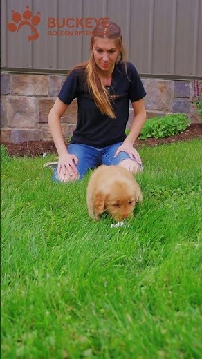 Darla - 3 - AKC Dark Red American Golden Retriever Puppy | Buckeye Golden Retrievers