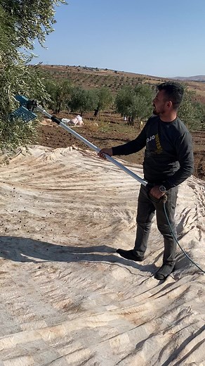 Olive Tree Pruning Techniques for Healthy Yield