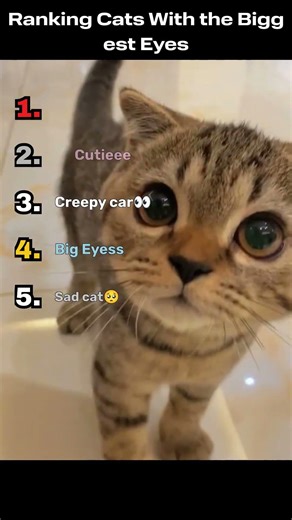 Ranking Cats With the Biggest Eyes 🐱👀
