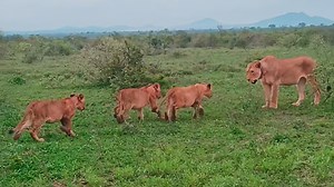 33K views · 1.1K reactions | Lion Cubs Have Adorable Reunion with Mom and Dad When Mom came back from a hunt, these cubs were very excited to see her again, and after getting some cuddles from her, they eagerly followed her to meet Dad as well. | Cute Tings | Facebook