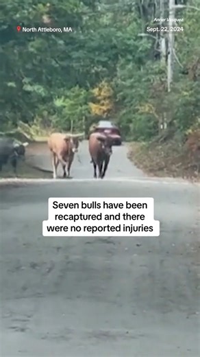 Eight bulls made a bid for freedom by running through a parking lot and jumping a fence of a rodeo event at a mall in Massachusetts. | NBC News