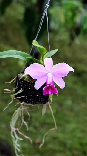 miniature Cattleya pumila
