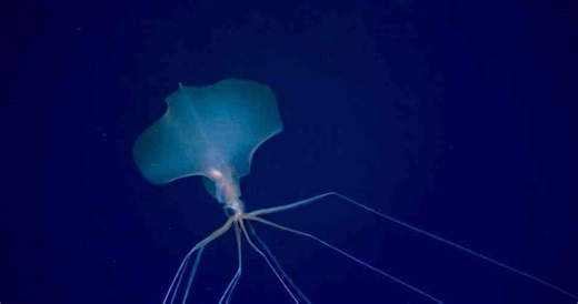 Giant squids avoid us for a reason - scientists finally understand why