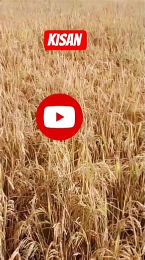 #dhan ki kheti#kisan#farming #shortvideo #tranding#viralshorts