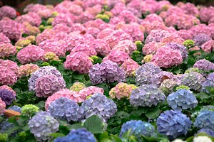 How Long Does It Take To Turn A Pink Hydrangea Blue?