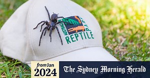 Milking this giant, deadly spider could save a life