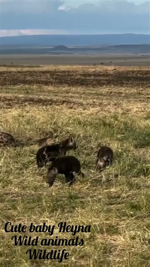 Cute Baby Hyena Exploring the Jungle 🐾 | Adorable Wildlife Moments #animalgcw#animalshorts#wildlife