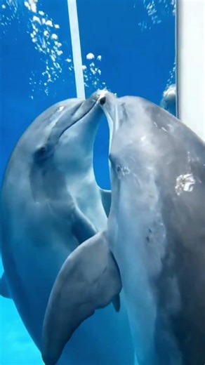 This Dolphin Knows It's a Dolphin — Watch the Moment It Realizes 🐬